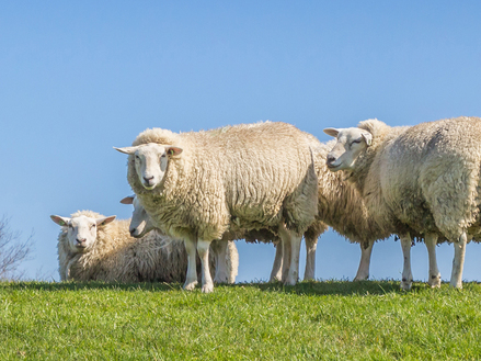 Výrobky pro ovce a kozy 