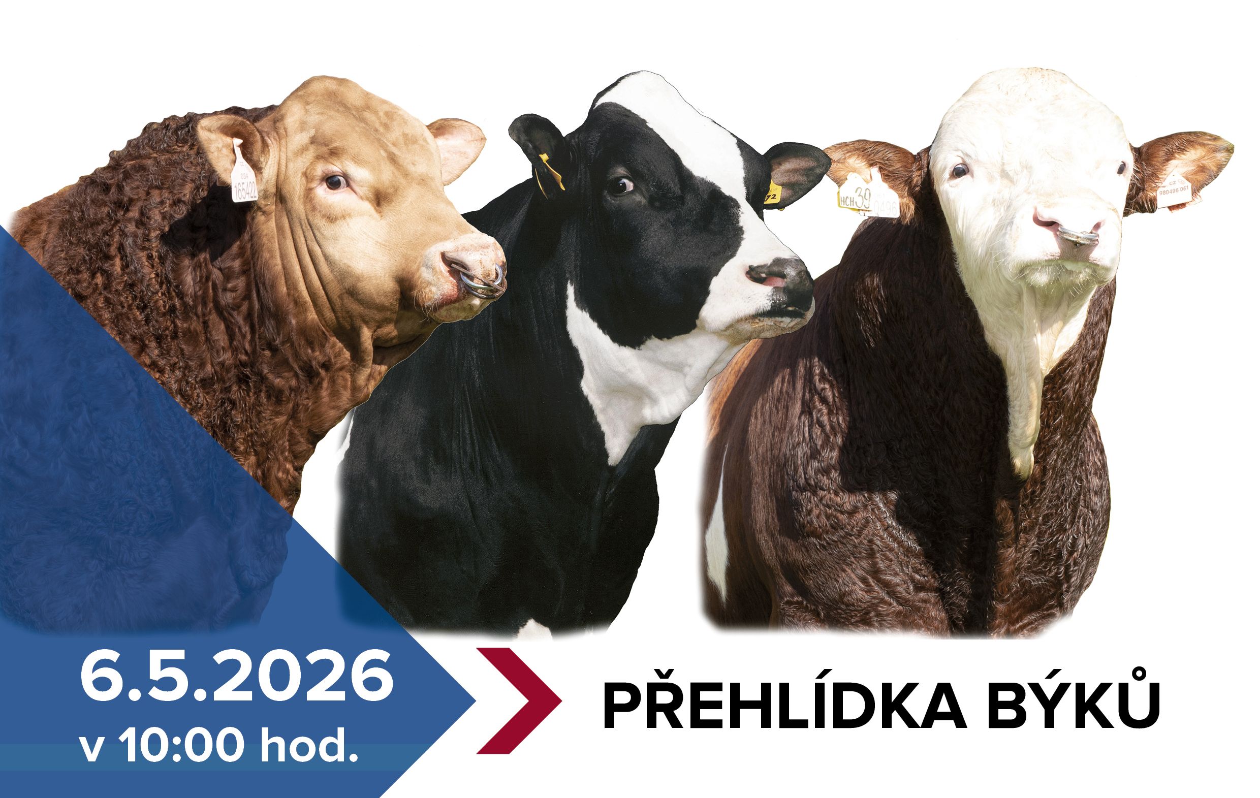 Pozvánka-na-přehlídku-býků-ISB-Zásmuky_2026