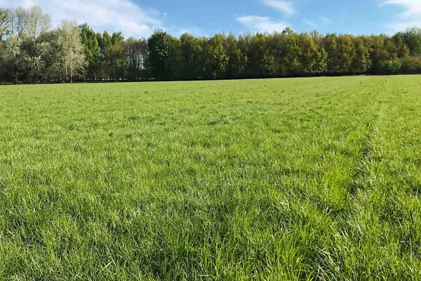 Gruenland Gruenland