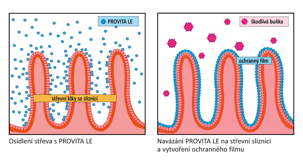 Vytvoření ochranného filmu na střevní sliznici díky PROVITA LE