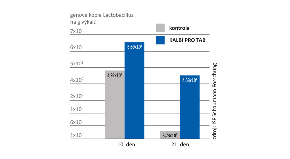 Bakterie mléčného kvašení v KALBI PRO TAB osidlují střevo rychle a dlouhodobě