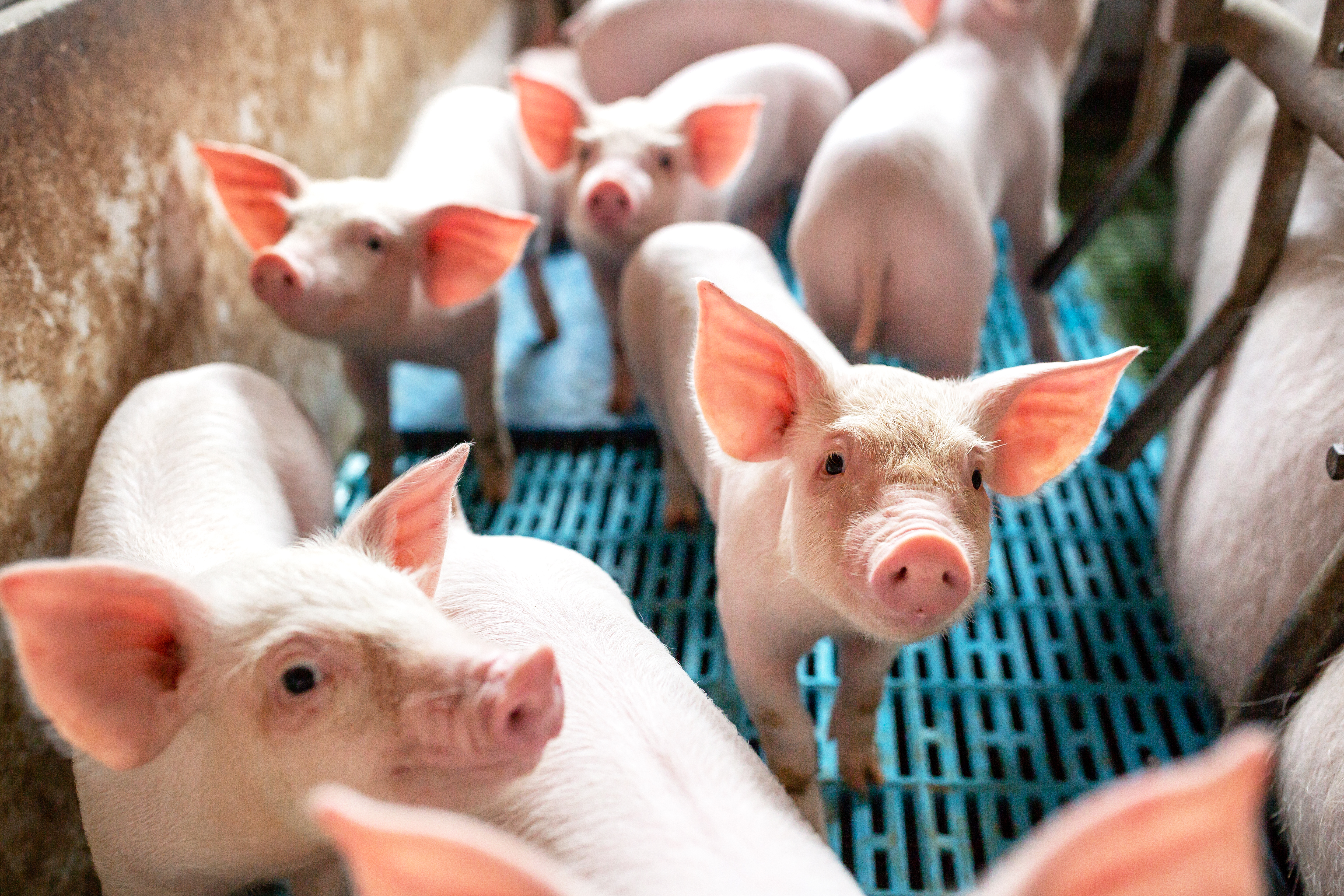 Schweine in Schweinebuchten mit Spaltenboden