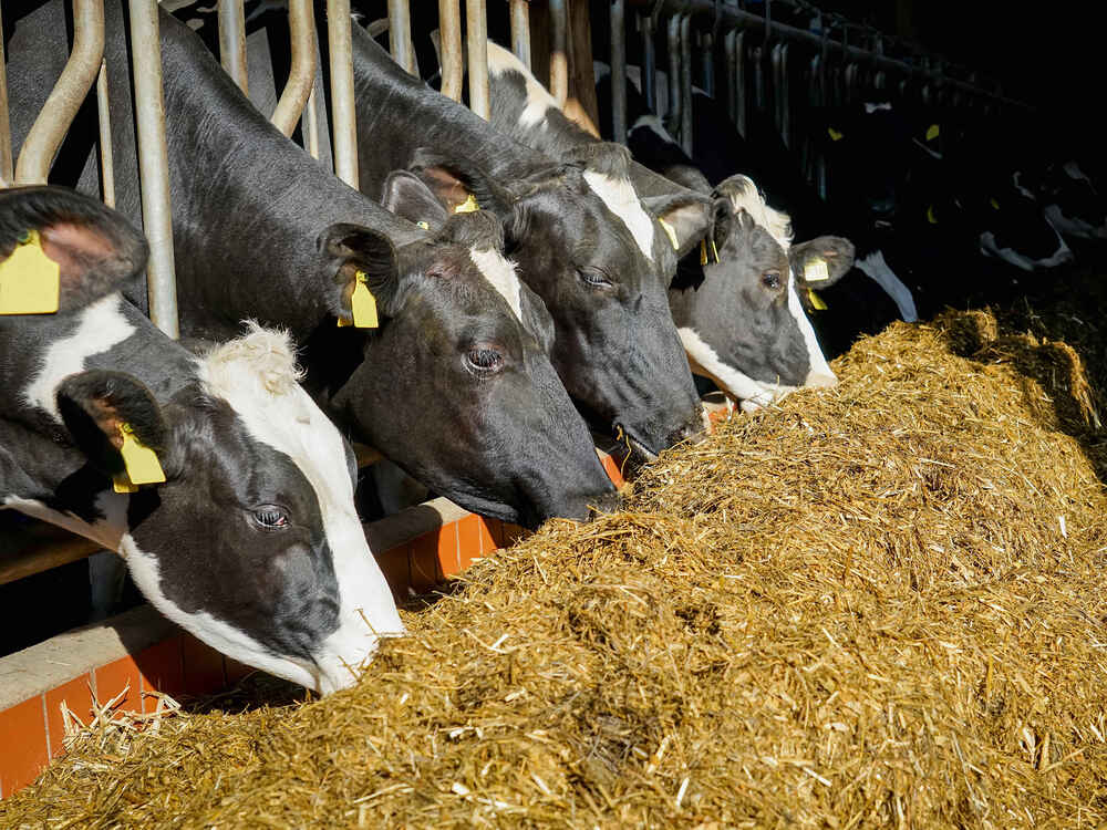 Efektivně využít vysoce kvalitní proteinová krmiva a ušetřit náklady na krmení