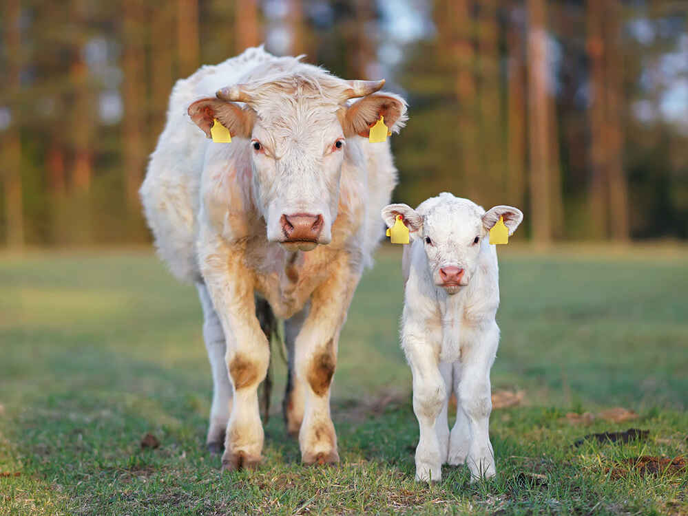 Zdravá a plnohodnotná výživa pro krávy bez tržní produkce mléka a jejich telata