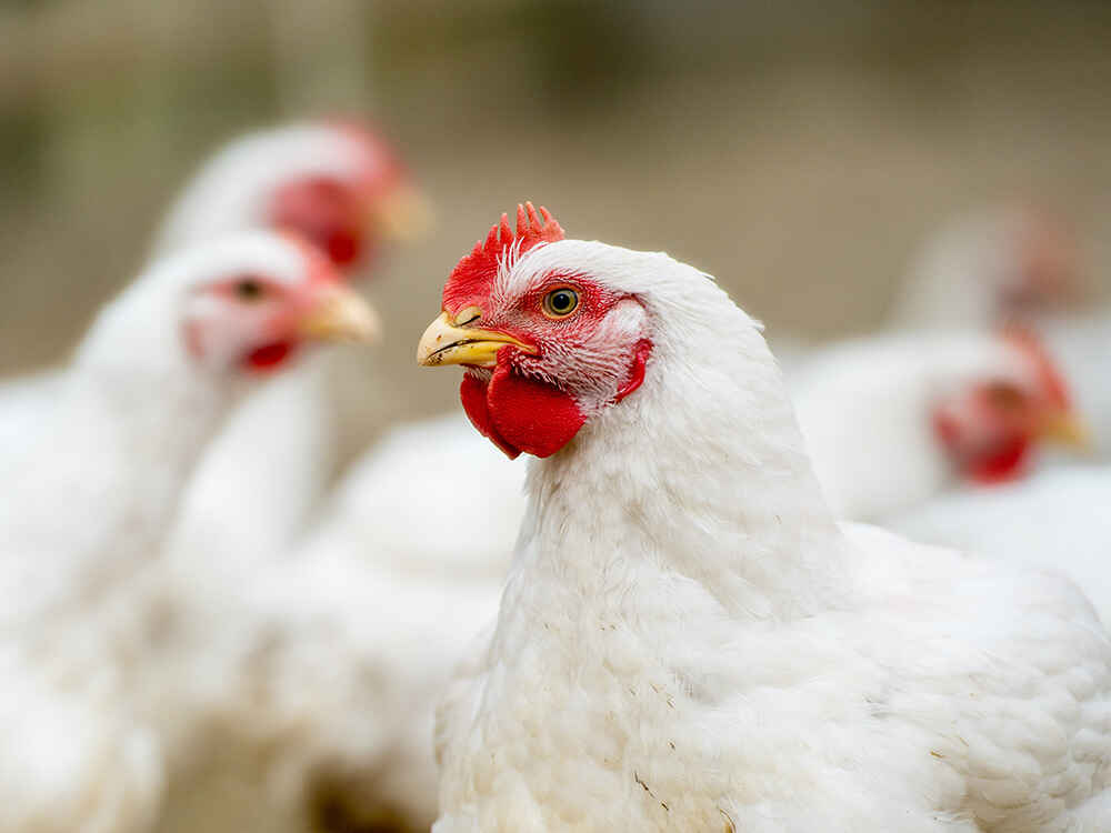 Optimalizované využití bílkovin u brojlerů díky CERAVITAL XP