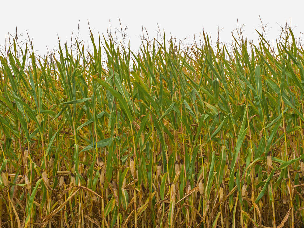 Kukuřici poškozenou suchem silážovat pomocí přípravku BONSILAGE SPEED M