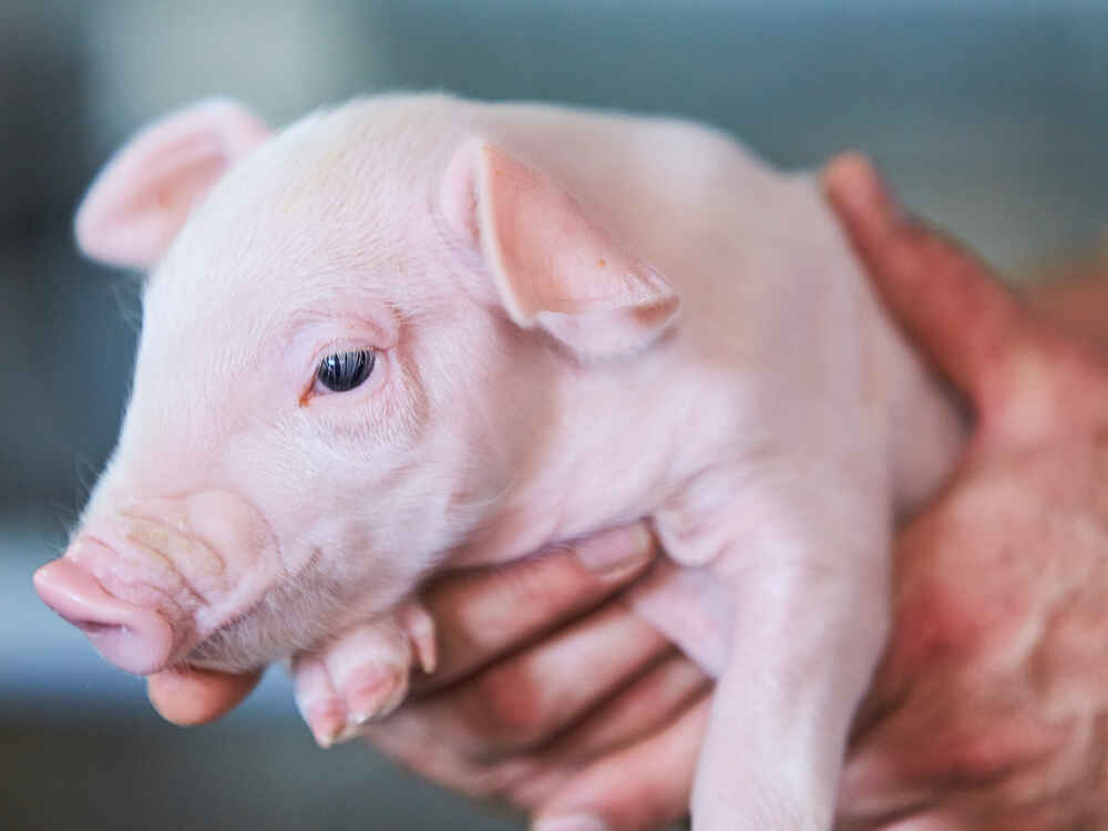 MiZi snižuje výskyt průjmu u odstavených selat