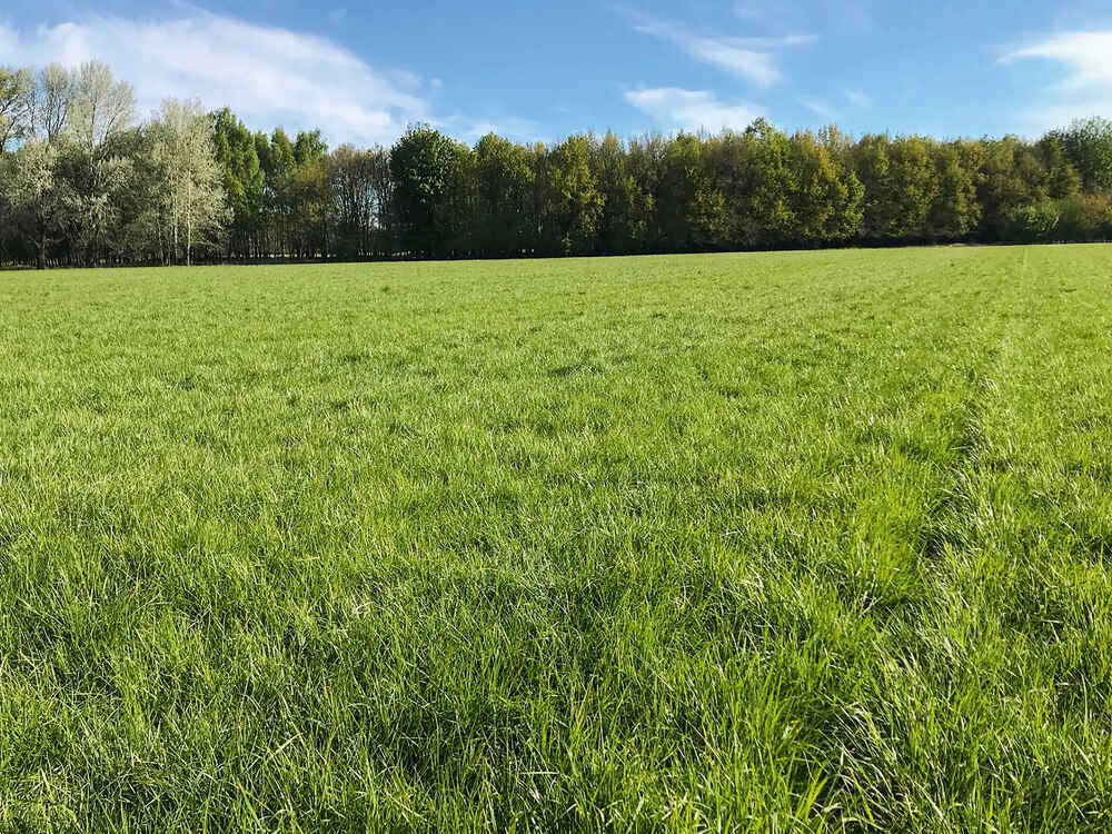 GREENSTAR STRUKTUR - jemnolistá kostřava rákosovitá: multitalent mezi krmnými travami