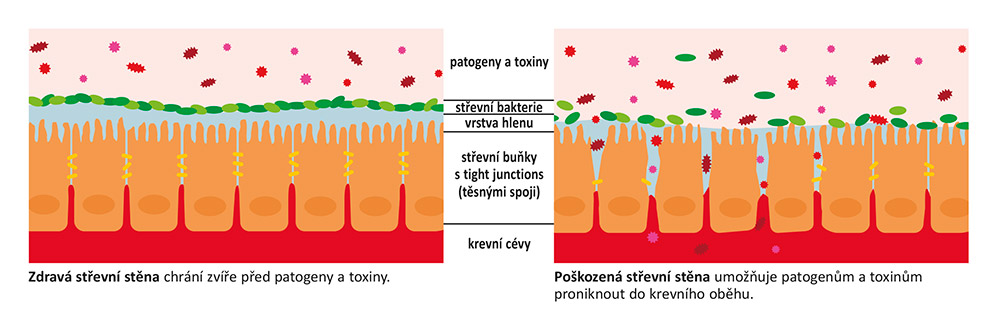 Různé vlivy mohou oslabit střevní sliznici, patogeny a toxiny pak pronikají do krevního oběhu.