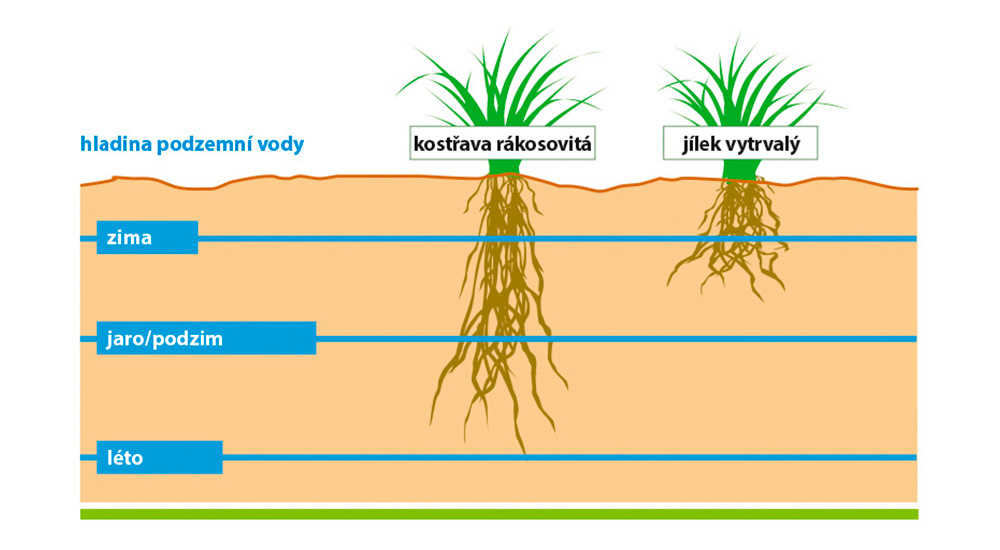 Porovnání tvorby kořenového systému 