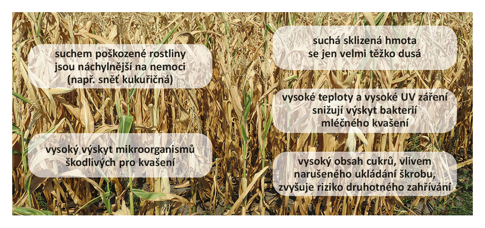 Nebezpečí u suchem poškozené kukuřice