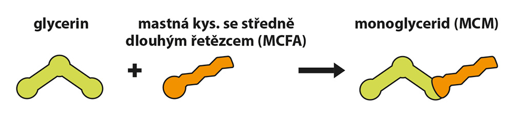 Mastné kyseliny se středně dlouhým řetězcem a monoglyceridy (MCM)