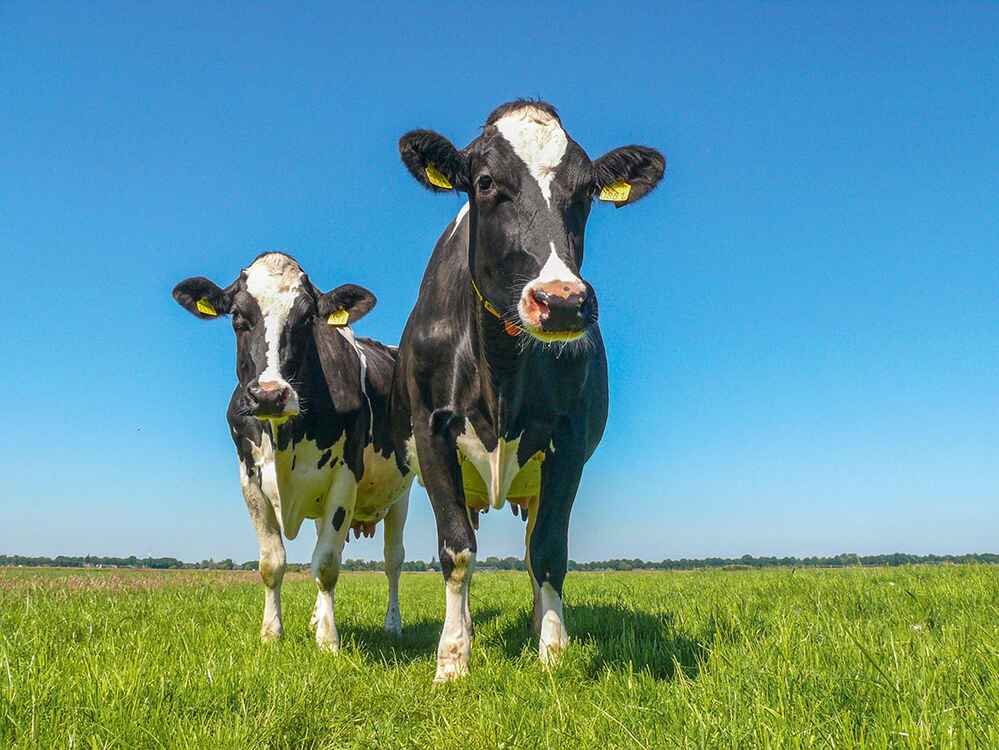 Warme Tage bringen den pH-Wert bei Milchkühen ins Wanken